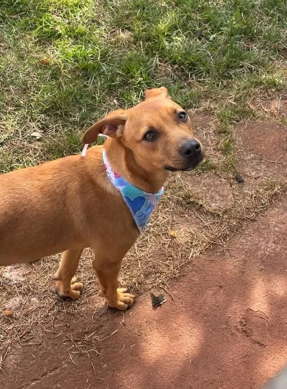 Cachorro raça SRD-ViraLata idade 7 a 11 meses nome Atlas