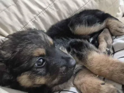 Cachorro raça SRD-ViraLata idade 2 a 6 meses nome doação filhote macho