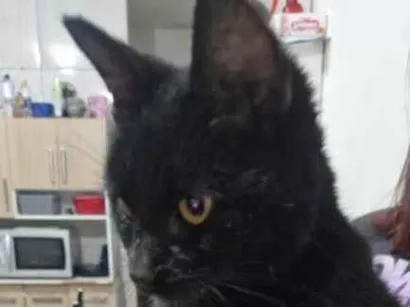 Gato raça SRD-ViraLata idade 2 a 6 meses nome nao tem nome