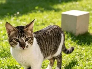 Gato raça SRD-ViraLata idade 7 a 11 meses nome Duque