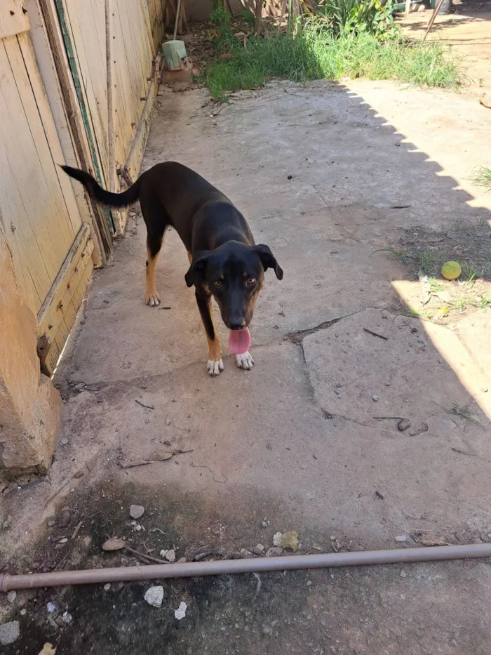 Cachorro raça SRD-ViraLata idade 1 ano nome Luke