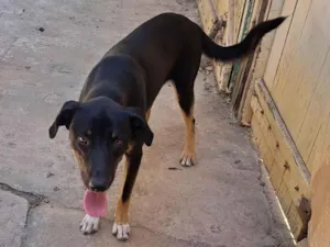 Cachorro raça SRD-ViraLata idade 1 ano nome Luke