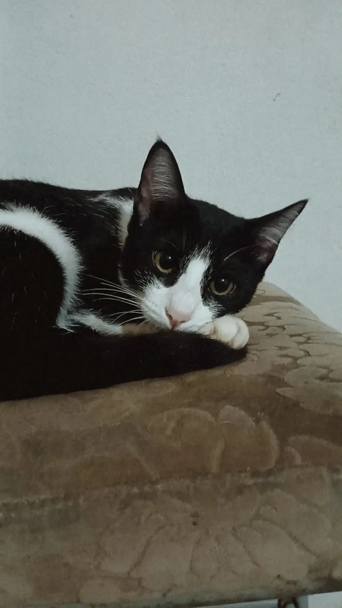 Gato raça SRD-ViraLata idade 7 a 11 meses nome Meo