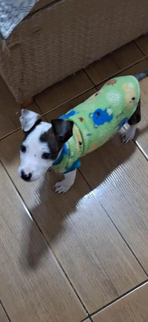 Cachorro raça SRD-ViraLata idade Abaixo de 2 meses nome Dobby