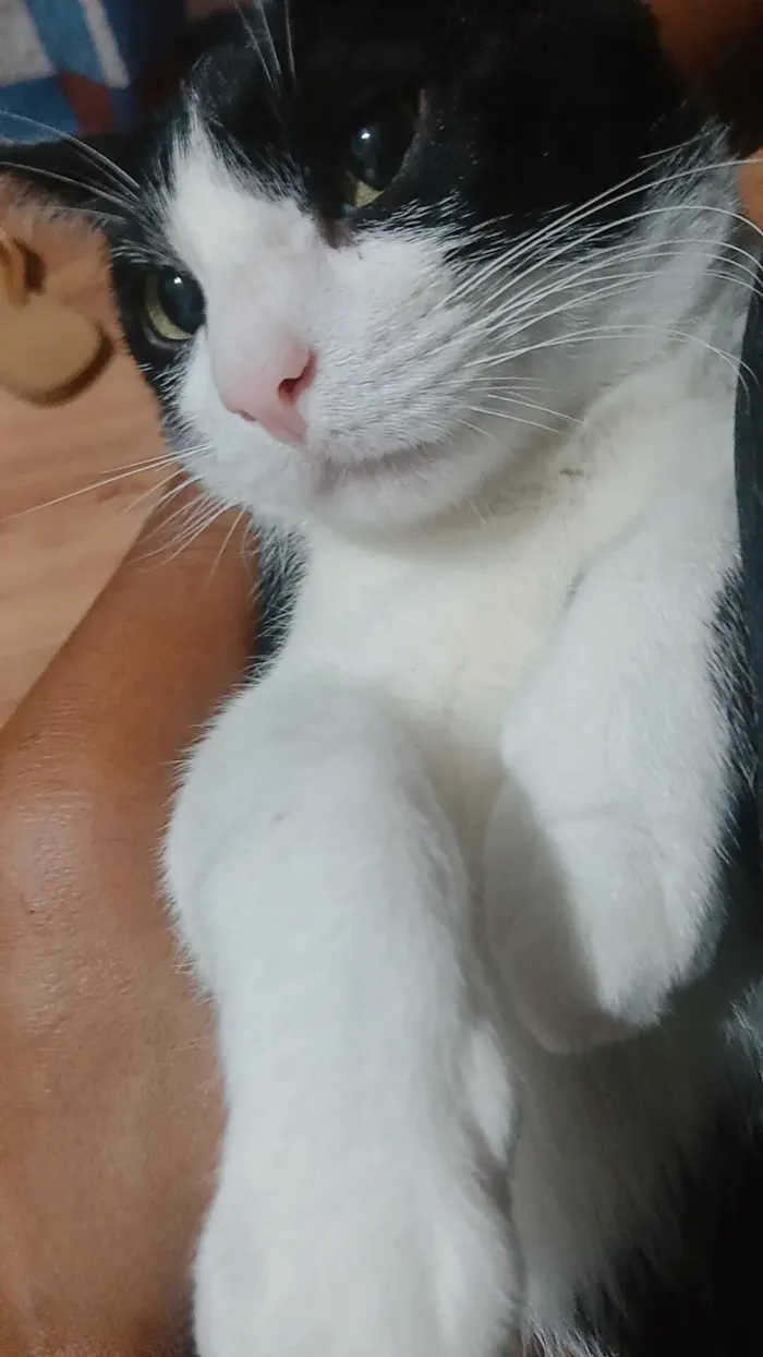 Gato raça SRD-ViraLata idade 7 a 11 meses nome Meo
