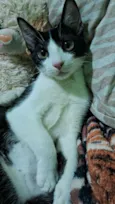 Meo