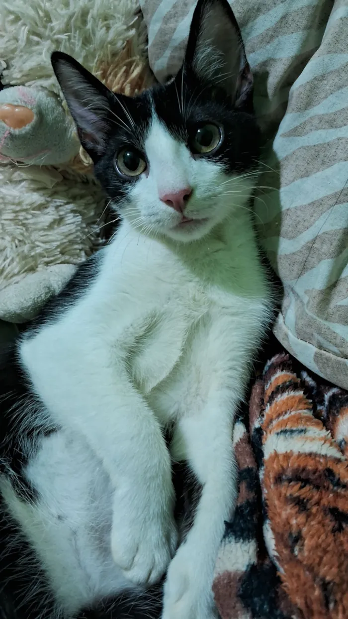 Gato raça SRD-ViraLata idade 7 a 11 meses nome Meo
