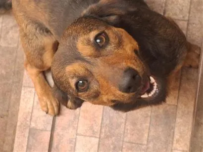 Cachorro raça SRD-ViraLata idade 3 anos nome Picorrucha