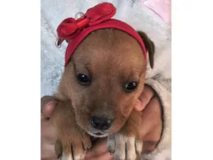 Cachorro raça SRD-ViraLata idade Abaixo de 2 meses nome filhotes 