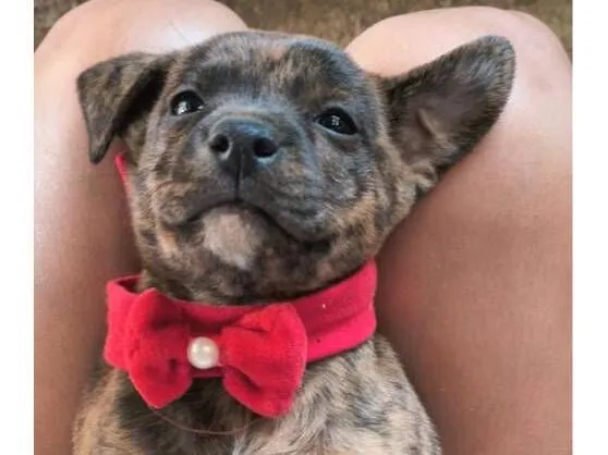 Cachorro raça SRD-ViraLata idade Abaixo de 2 meses nome filhotes 