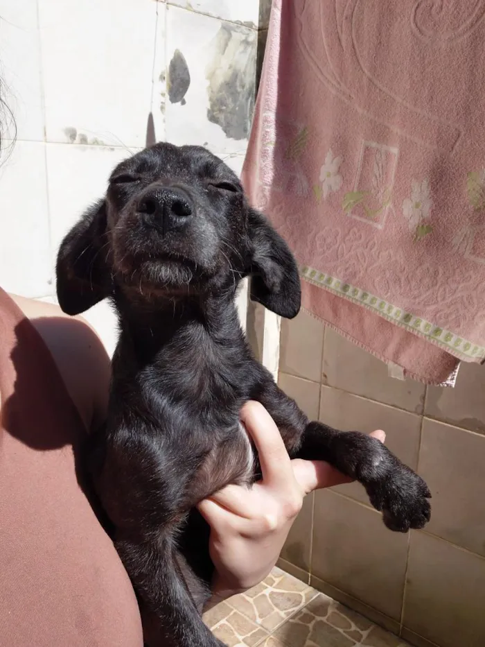 Cachorro raça SRD-ViraLata idade 2 a 6 meses nome violeta