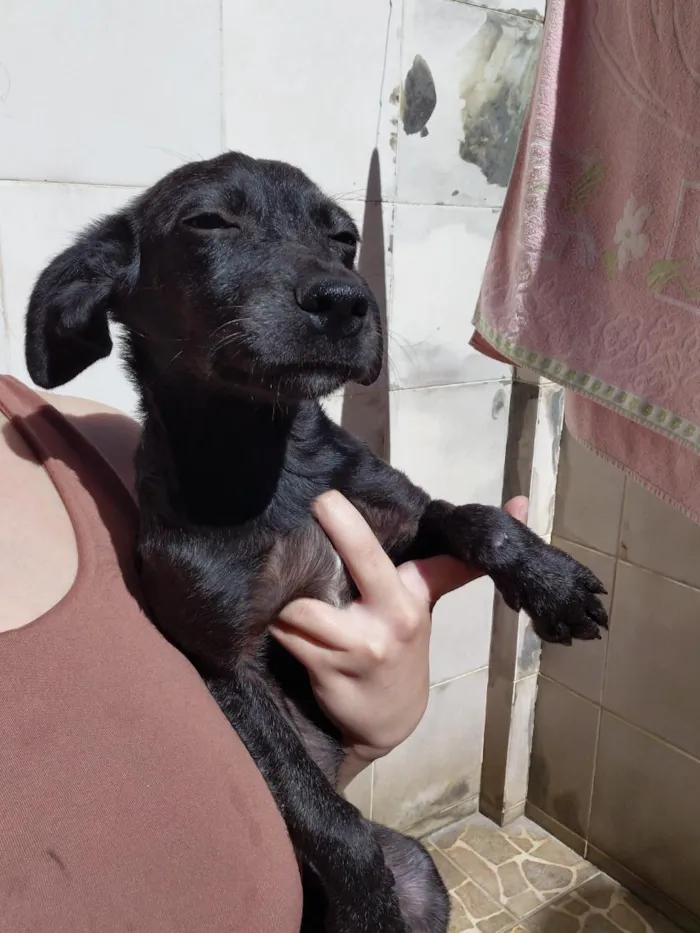 Cachorro raça SRD-ViraLata idade 2 a 6 meses nome violeta
