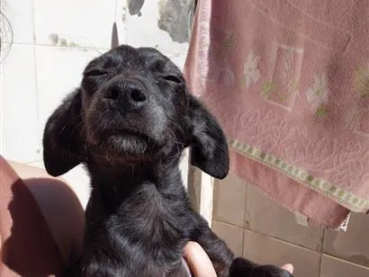 Cachorro raça SRD-ViraLata idade 2 a 6 meses nome violeta