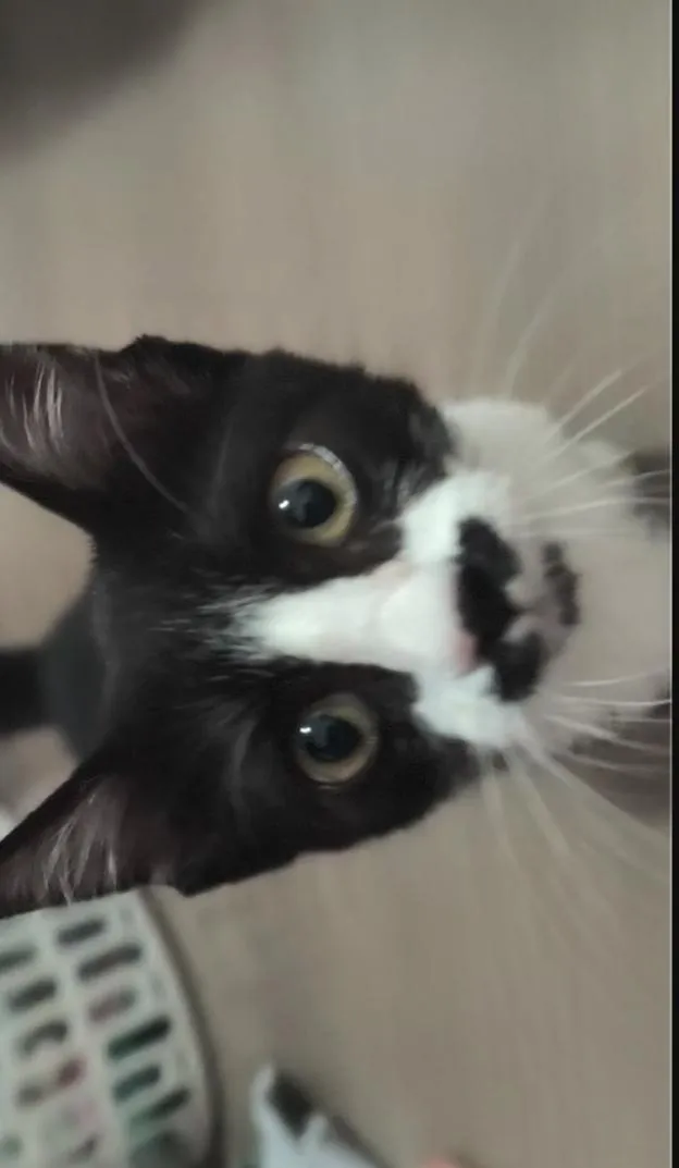 Gato raça SRD-ViraLata idade 2 a 6 meses nome Sem nome