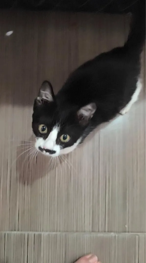 Gato raça SRD-ViraLata idade 2 a 6 meses nome Sem nome