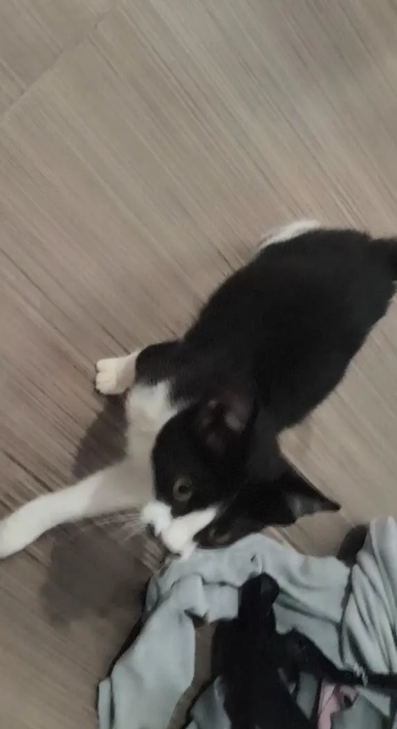 Gato raça SRD-ViraLata idade 2 a 6 meses nome Sem nome