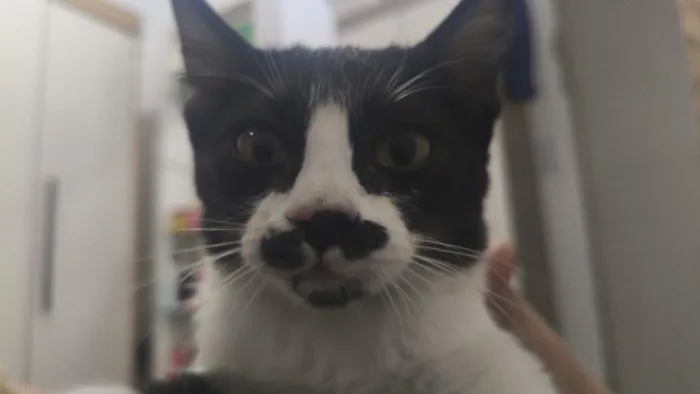Gato raça SRD-ViraLata idade 2 a 6 meses nome Sem nome