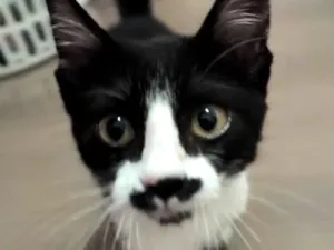 Gato raça SRD-ViraLata idade 2 a 6 meses nome Sem nome