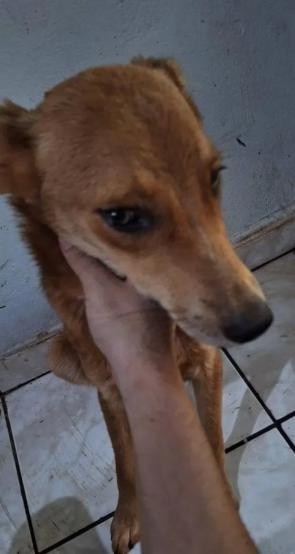 Cachorro raça SRD-ViraLata idade 1 ano nome Loki e Layka