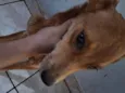 Loki e Layka