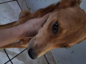 Cachorro raça SRD-ViraLata idade 1 ano nome Loki e Layka