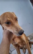 Loki e Layka