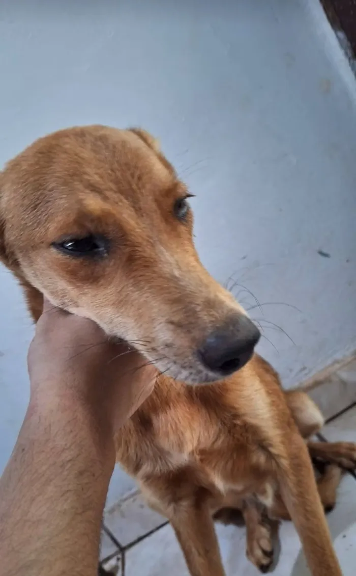 Cachorro raça SRD-ViraLata idade 1 ano nome Loki e Layka