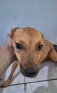 Loki e Layka