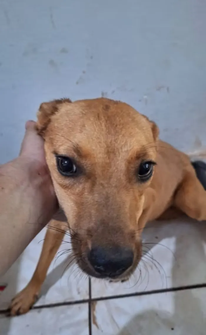 Cachorro raça SRD-ViraLata idade 1 ano nome Loki e Layka