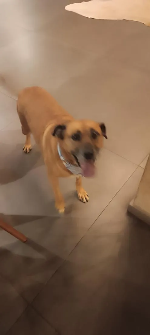 Cachorro raça SRD-ViraLata idade 5 anos nome caramelo