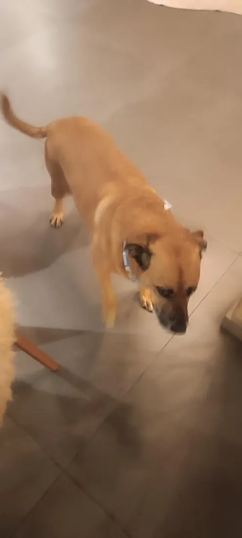 Cachorro raça SRD-ViraLata idade 5 anos nome caramelo