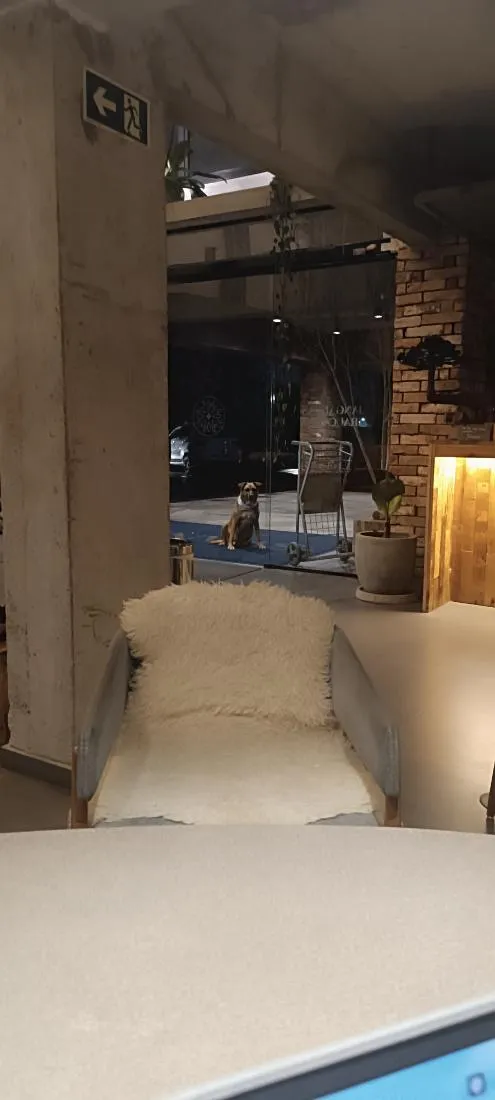 Cachorro raça SRD-ViraLata idade 5 anos nome caramelo