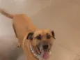 caramelo