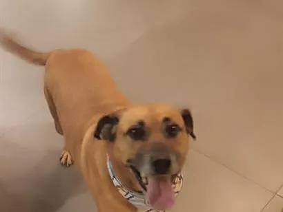 Cachorro raça SRD-ViraLata idade 5 anos nome caramelo
