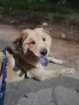 Apollo