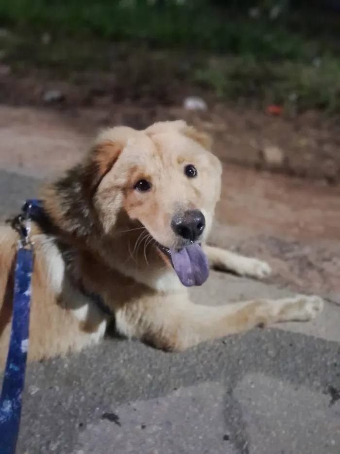 Cachorro raça SRD-ViraLata idade 7 a 11 meses nome Apollo