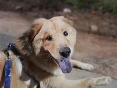 Cachorro raça SRD-ViraLata idade 7 a 11 meses nome Apollo