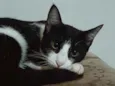 Meo
