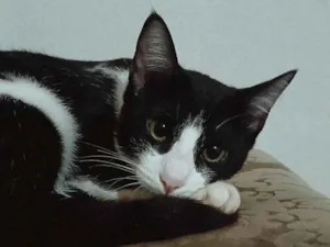 Gato raça SRD-ViraLata idade 7 a 11 meses nome Meo