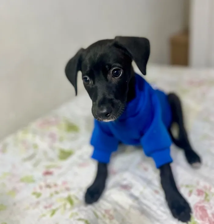 Cachorro raça SRD-ViraLata idade 2 a 6 meses nome Gael