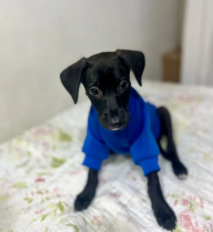 Cachorro raça SRD-ViraLata idade 2 a 6 meses nome Gael