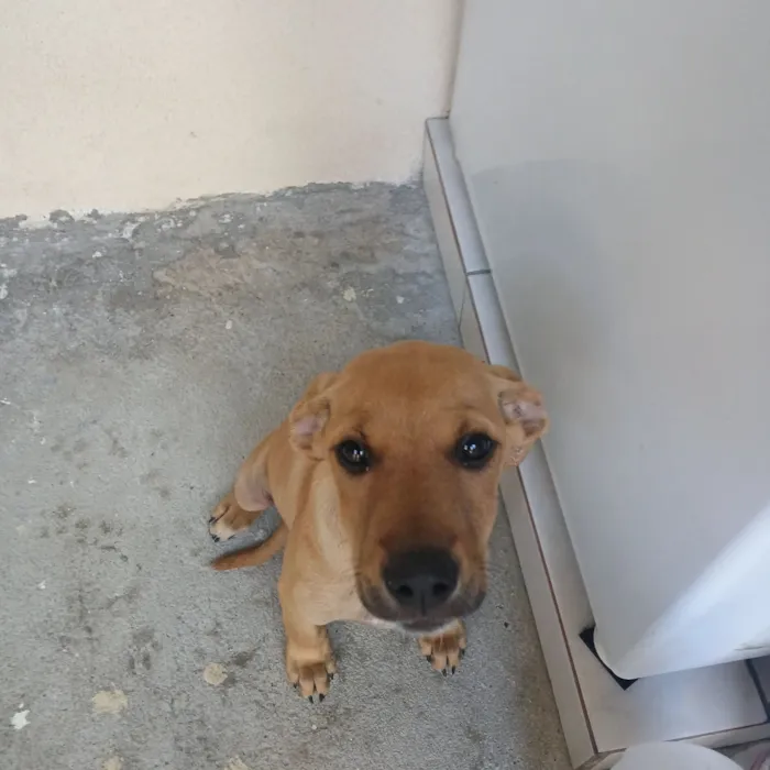 Cachorro raça SRD-ViraLata idade 2 a 6 meses nome luna