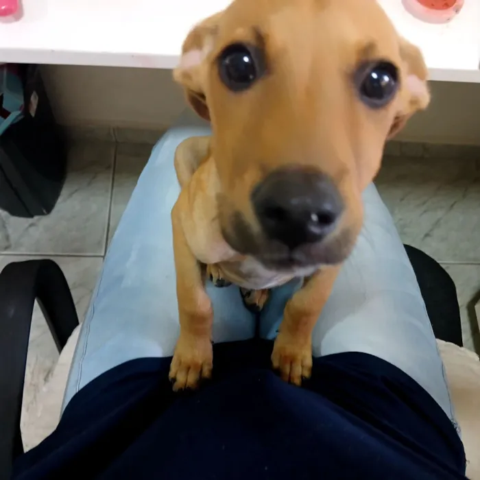 Cachorro raça SRD-ViraLata idade 2 a 6 meses nome luna