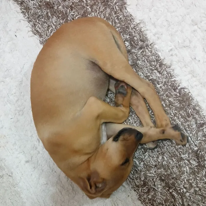 Cachorro raça SRD-ViraLata idade 2 a 6 meses nome luna
