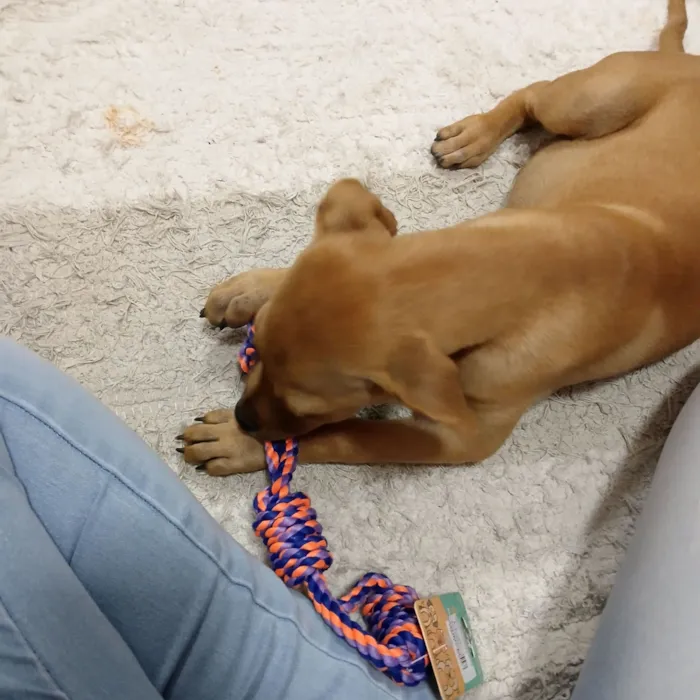 Cachorro raça SRD-ViraLata idade 2 a 6 meses nome luna