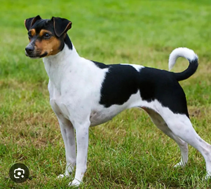 Cachorro raça  idade 3 anos nome Pitoco