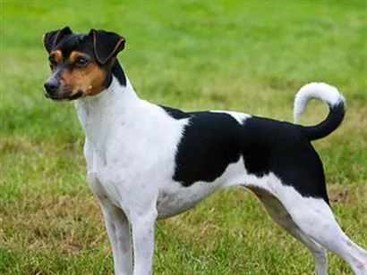 Cachorro raça  idade 3 anos nome Pitoco