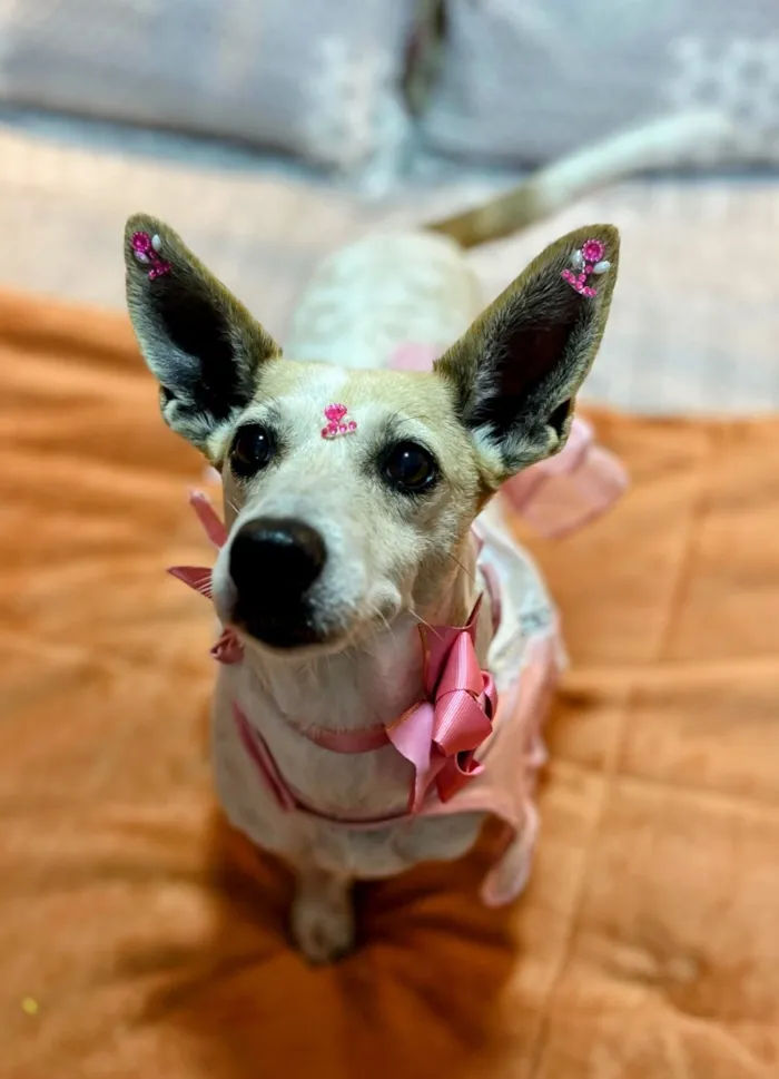 Cachorro raça SRD-ViraLata idade 4 anos nome Bambi 