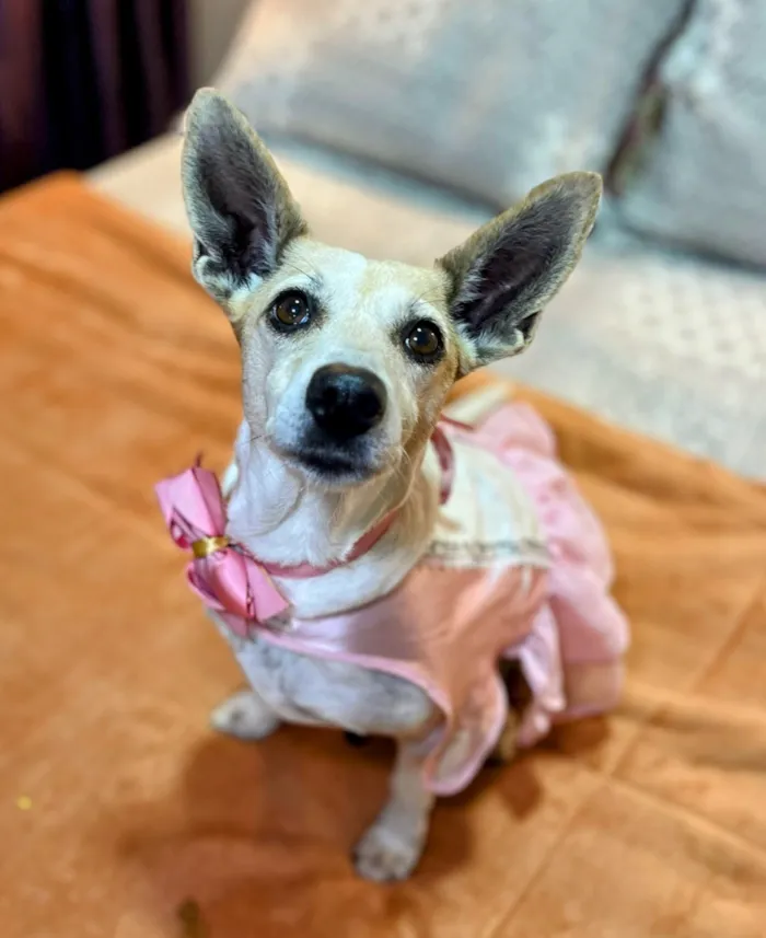 Cachorro raça SRD-ViraLata idade 4 anos nome Bambi 