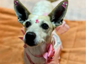 Cachorro raça SRD-ViraLata idade 4 anos nome Bambi 